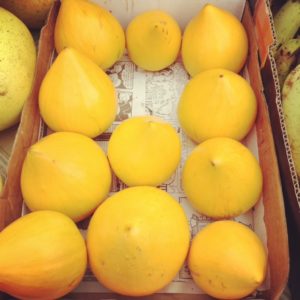 Egg fruit or canistel is one of the exotic fruits for sale at the Old Naples farmers