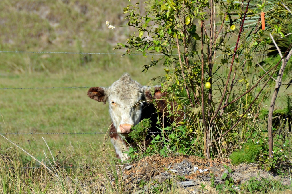farm animals