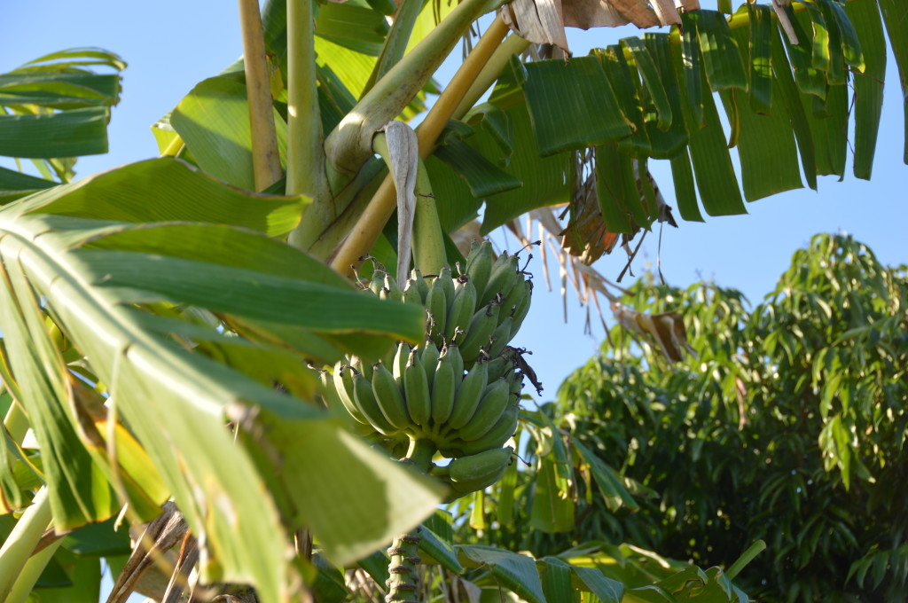 Plantains need a little more time. 