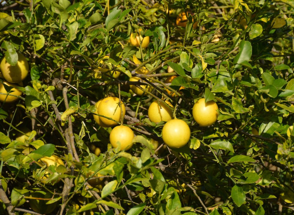 Meyer lemon tree