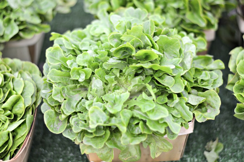 farmers market lettuce