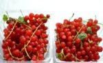 what to do with red currants
