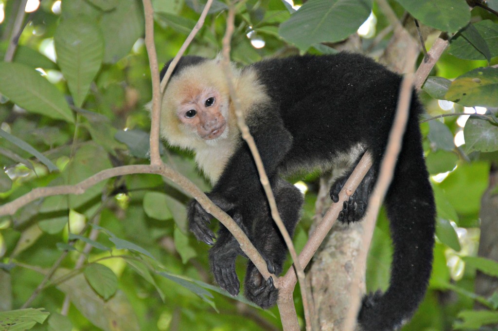 costa rican wildlife