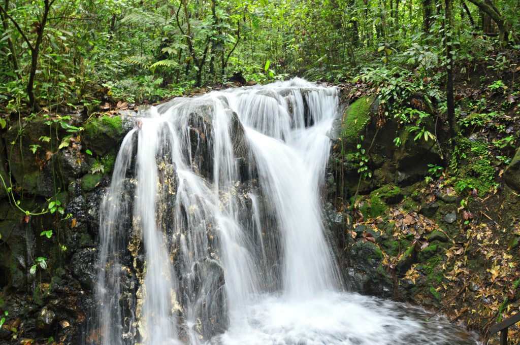 Rain forest waterfall