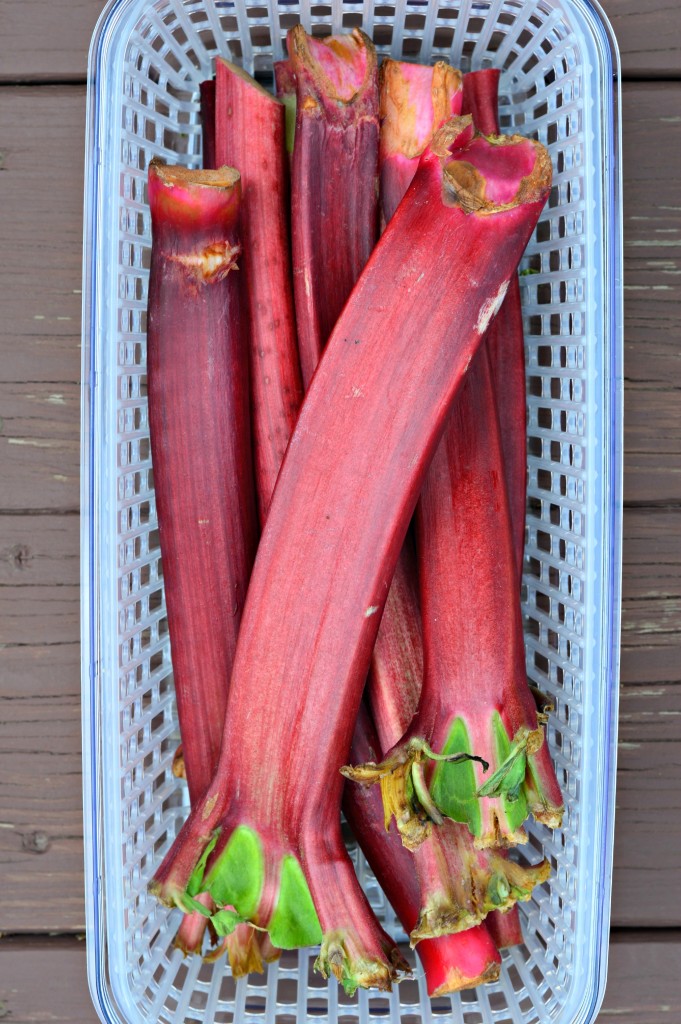 rhubarb recipes
