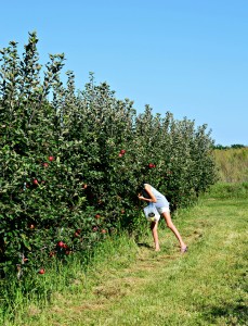 apple picking