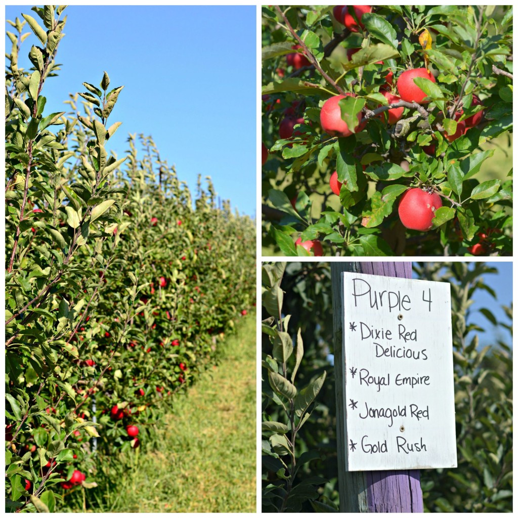 where to go apple picking chicago