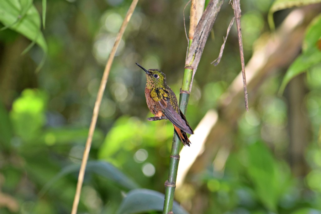 A hummingbird at the Inkaterra Machu Picchu Pueblo 