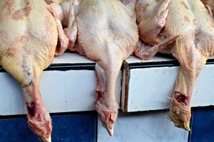 chickens surquillo market