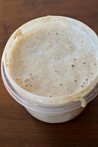 sourdough starter