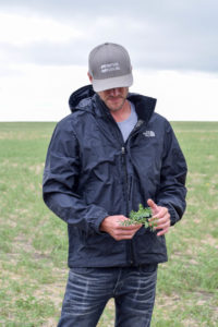 lentil fields