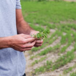 Visiting a Lentil Farm