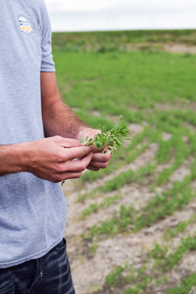 how lentils are grown