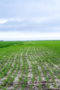 lentil fields