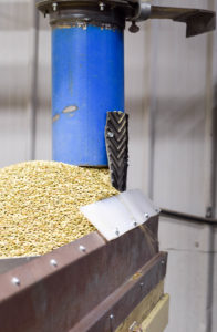 Cleaning and processing the lentils to go from field to market