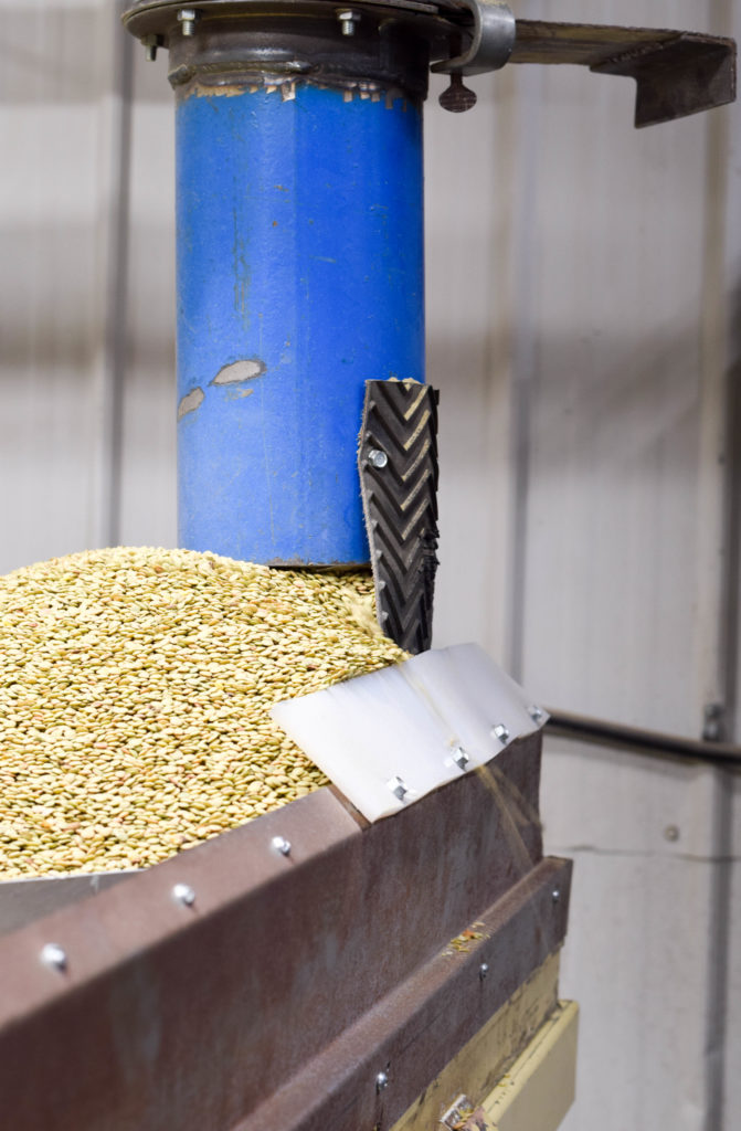 Cleaning and processing the lentils to go from field to market