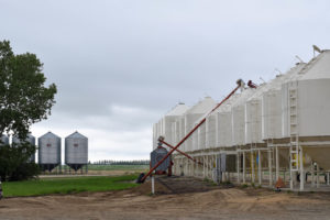 lentil farm saskatchewan