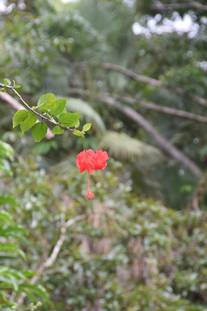 tropical flower belize