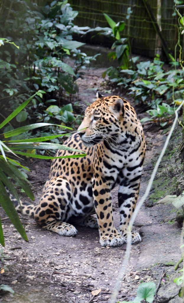 jaguar in belize