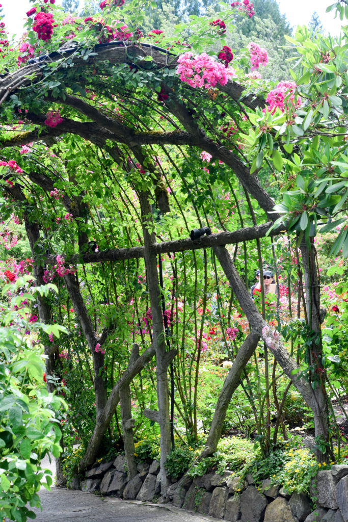 butchart gardens