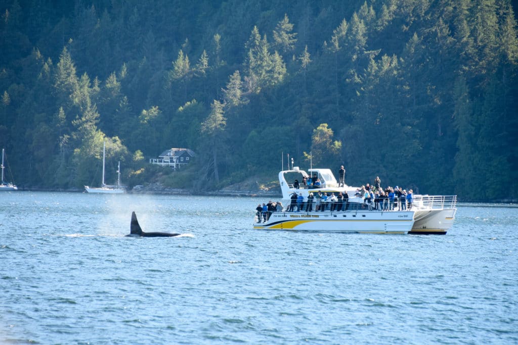 whale watching vancouver