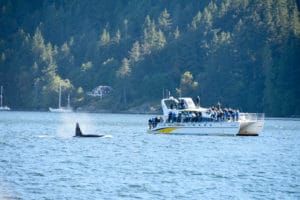 whale watching vancouver