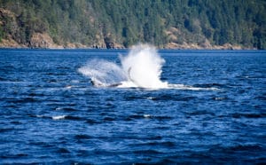 whale watching